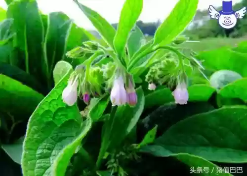 喂猪十大草(什么草喂猪长得最快)插图