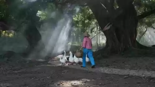 宁德十大景点(宁德一日游必去景点)插图18