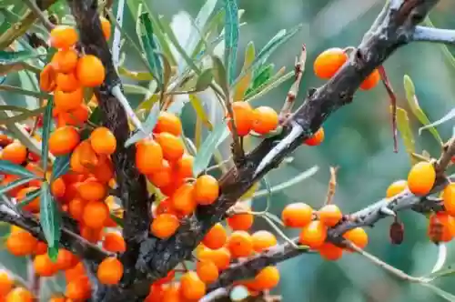 沙棘原果粉的十大功效与作用(沙棘果粉正确使用方法)插图