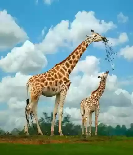 世界十大巨犬(十大温顺巨型犬排行榜)插图3 世界十大巨犬(十大温顺巨型犬排行榜)插图3