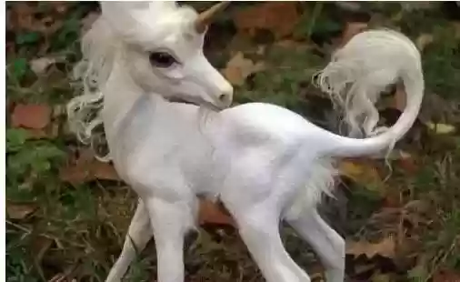 世界十大恐怖怪物(十大怪异动物)插图6