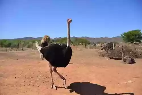 世界十大巨犬(十大温顺巨型犬排行榜)插图7 世界十大巨犬(十大温顺巨型犬排行榜)插图7