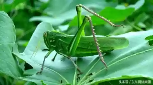 农村十大野味(野味排名第一的是什么)