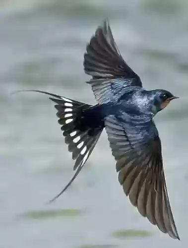 世界十大巨犬(十大温顺巨型犬排行榜)插图8 世界十大巨犬(十大温顺巨型犬排行榜)插图8