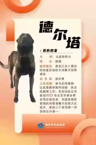 中国十大功勋警犬(世界十大警犬排名)插图5