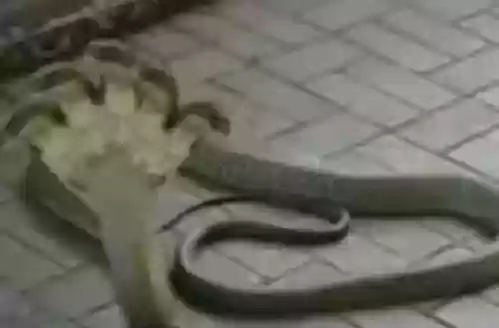 世界十大恐怖怪物(十大怪异动物)插图3