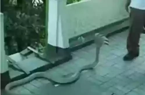 世界十大恐怖怪物(十大怪异动物)插图4