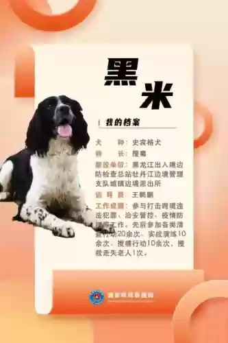 中国十大功勋警犬(世界十大警犬排名)插图