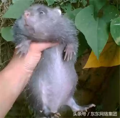 农村十大野味(野味排名第一的是什么)插图7