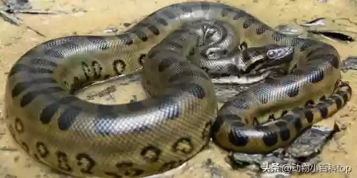 细数世界十大蟒蛇(全球最大的蟒蛇)插图2