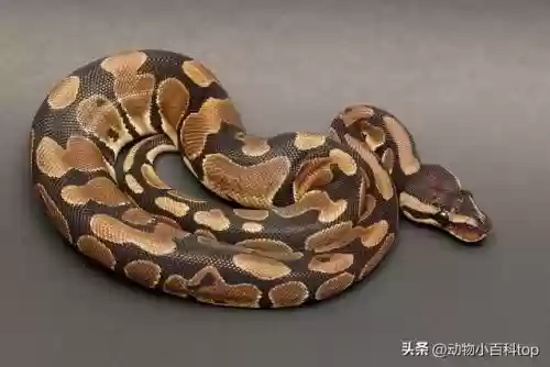 细数世界十大蟒蛇(全球最大的蟒蛇)插图3