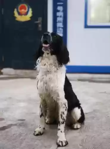 中国十大功勋警犬(世界十大警犬排名)插图1