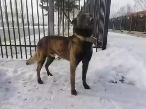 中国十大功勋警犬(世界十大警犬排名)插图6