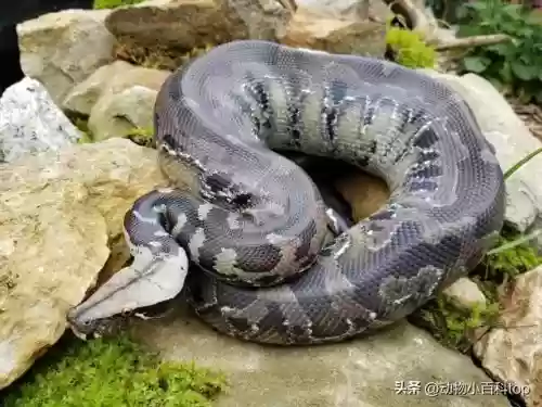 细数世界十大蟒蛇(全球最大的蟒蛇)插图5