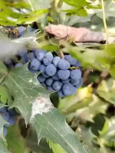 十大功劳树最佳(室内十大吉祥之树)插图1