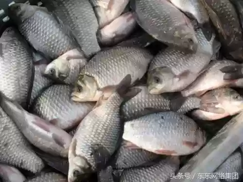 农村十大野味(野味排名第一的是什么)插图1