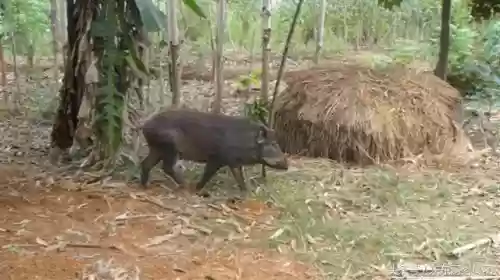 农村十大野味(野味排名第一的是什么)插图8