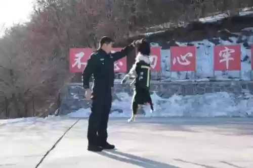 中国十大功勋警犬(世界十大警犬排名)插图2