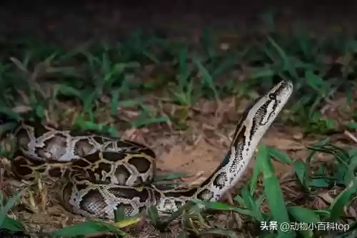 细数世界十大蟒蛇(全球最大的蟒蛇)插图1