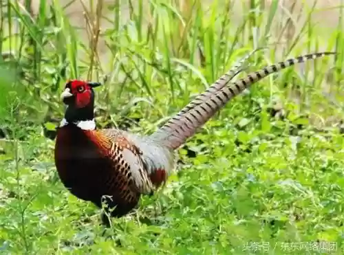 农村十大野味(野味排名第一的是什么)插图6