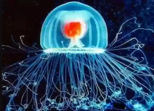 世界十大巨犬(十大温顺巨型犬排行榜)插图1 世界十大巨犬(十大温顺巨型犬排行榜)插图1