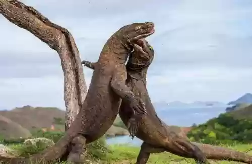 世界十大巨犬(十大温顺巨型犬排行榜)插图4 世界十大巨犬(十大温顺巨型犬排行榜)插图4