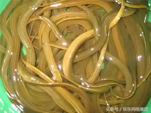 农村十大野味(野味排名第一的是什么)插图5