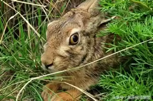 农村十大野味(野味排名第一的是什么)插图