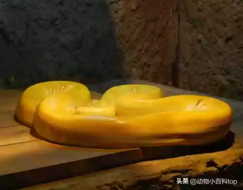 细数世界十大蟒蛇(全球最大的蟒蛇)插图4