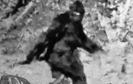 世界十大恐怖怪物(十大怪异动物)插图11