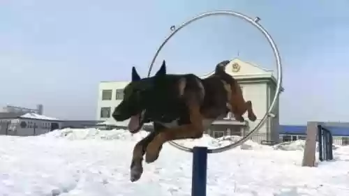 中国十大功勋警犬(世界十大警犬排名)插图4
