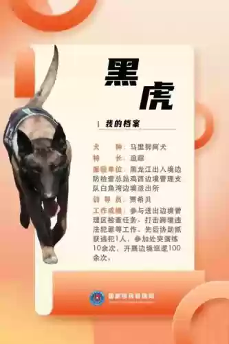 中国十大功勋警犬(世界十大警犬排名)插图3