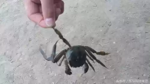 农村十大野味(野味排名第一的是什么)插图4