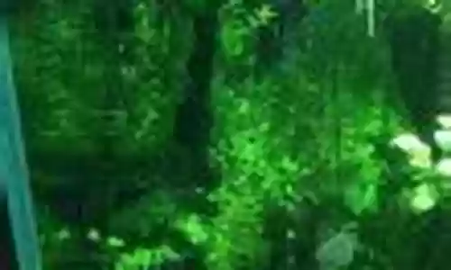 复刻大后期阵容搭配