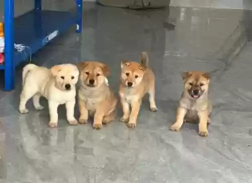 小土狗阵容插图