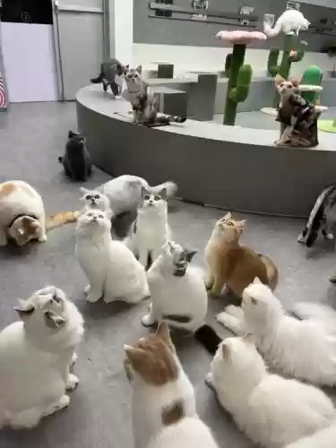 猫猫总阵容