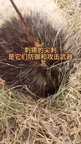 什么动物是攻击型武器插图