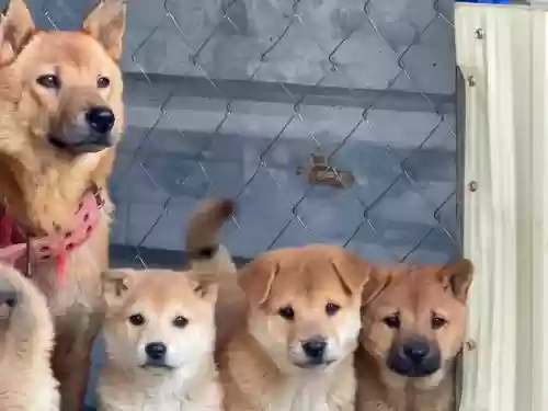小土狗阵容