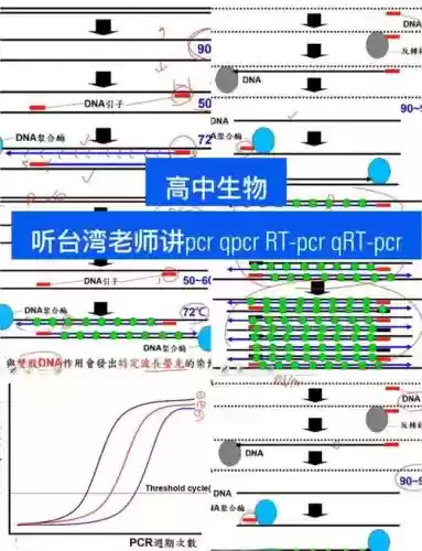 pcr阵容查询插图