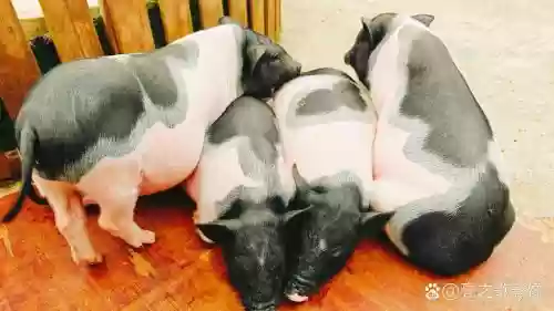 黑白猪阵容插图