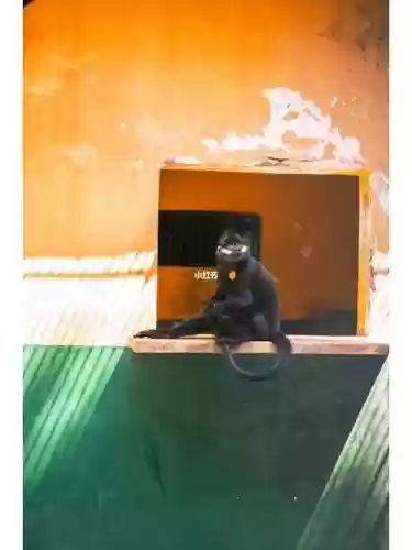 云龙猴攻略插图
