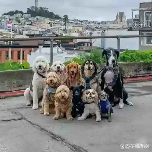 狗狗对面阵容插图