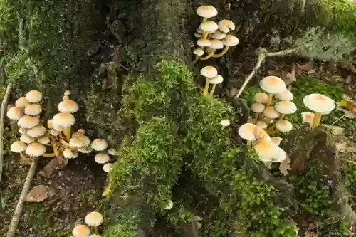 武器蘑菇，蘑菇气镇插图1