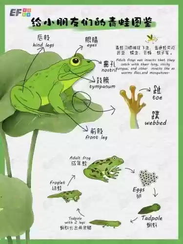 青娃技能插图