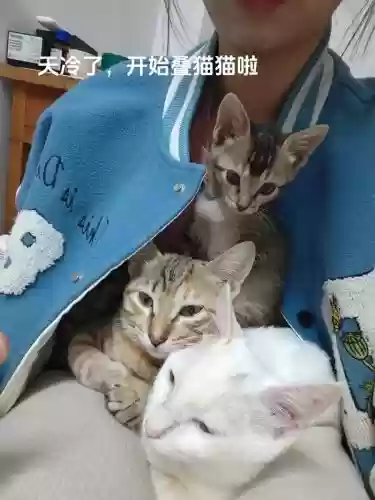 天猫叠猫猫攻略，天猫叠猫猫怎么退出队伍插图1
