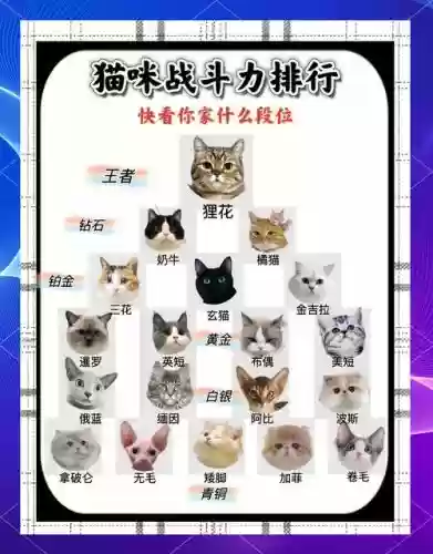 猫咪大战争最强的阵容搭配，猫咪大战争强力角色插图1