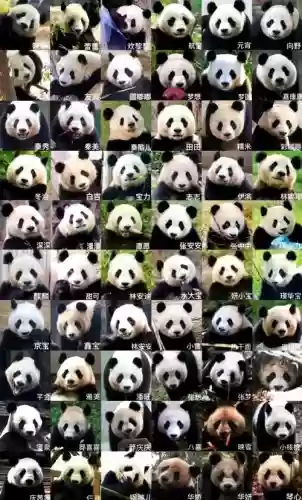 大熊猫超级豪华阵容搭配,大熊猫满级插图 大熊猫超级豪华阵容搭配,大熊猫满级插图